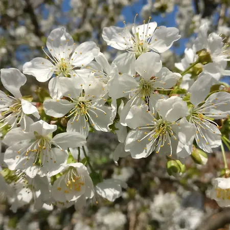 Cseresznyes Апартаменты *