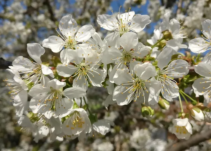 Cseresznyes Apartment *
